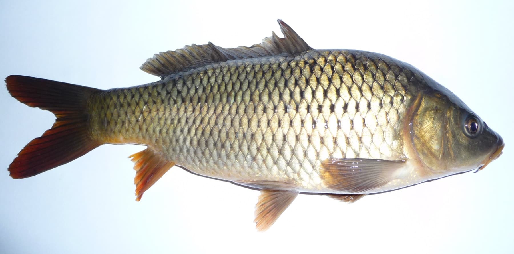 Carp (Cyprinus carpio)