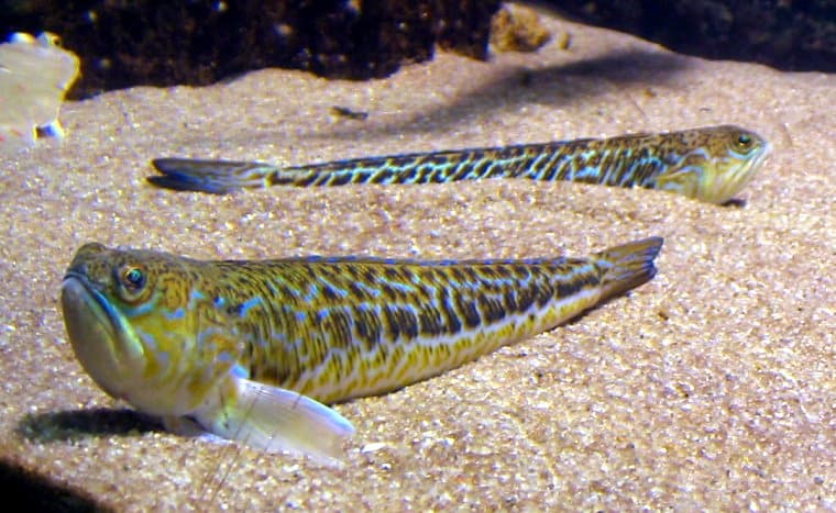 Greater Weever (Trachinus draco)