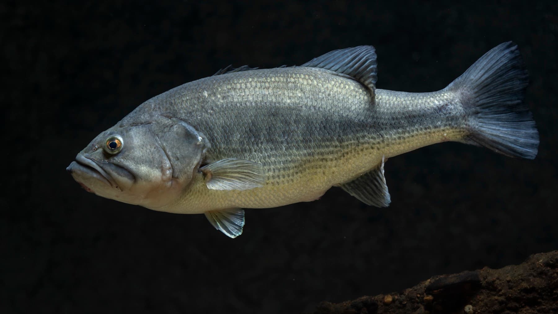 Largemouth Bass (Micropterus salmoides)