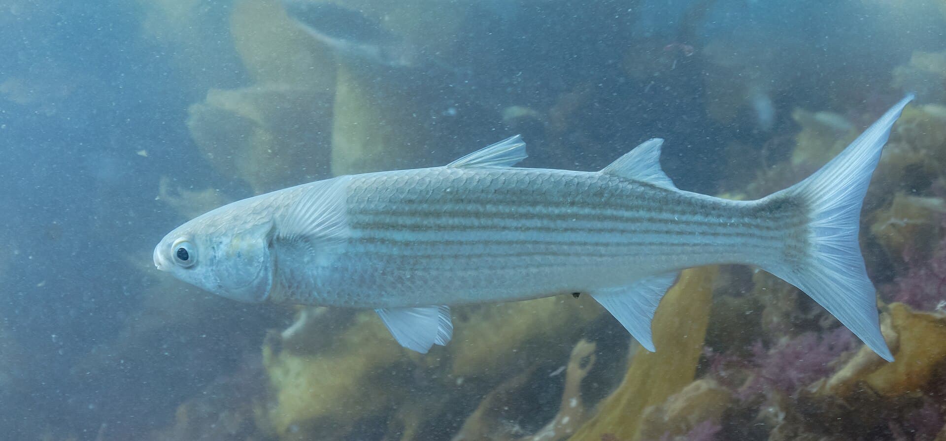 Mullet (Mugil cephalus)