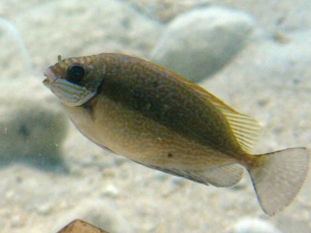 Rabbitfish (Siganus luridus)