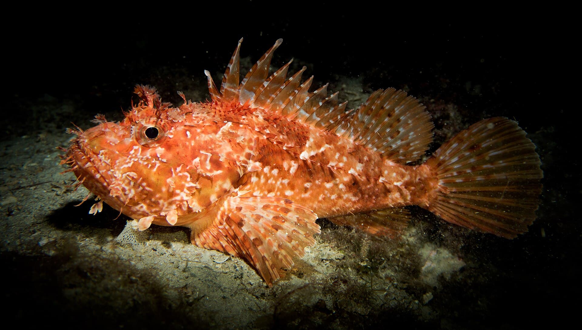 Scorpionfish (Scorpaena scrofa)
