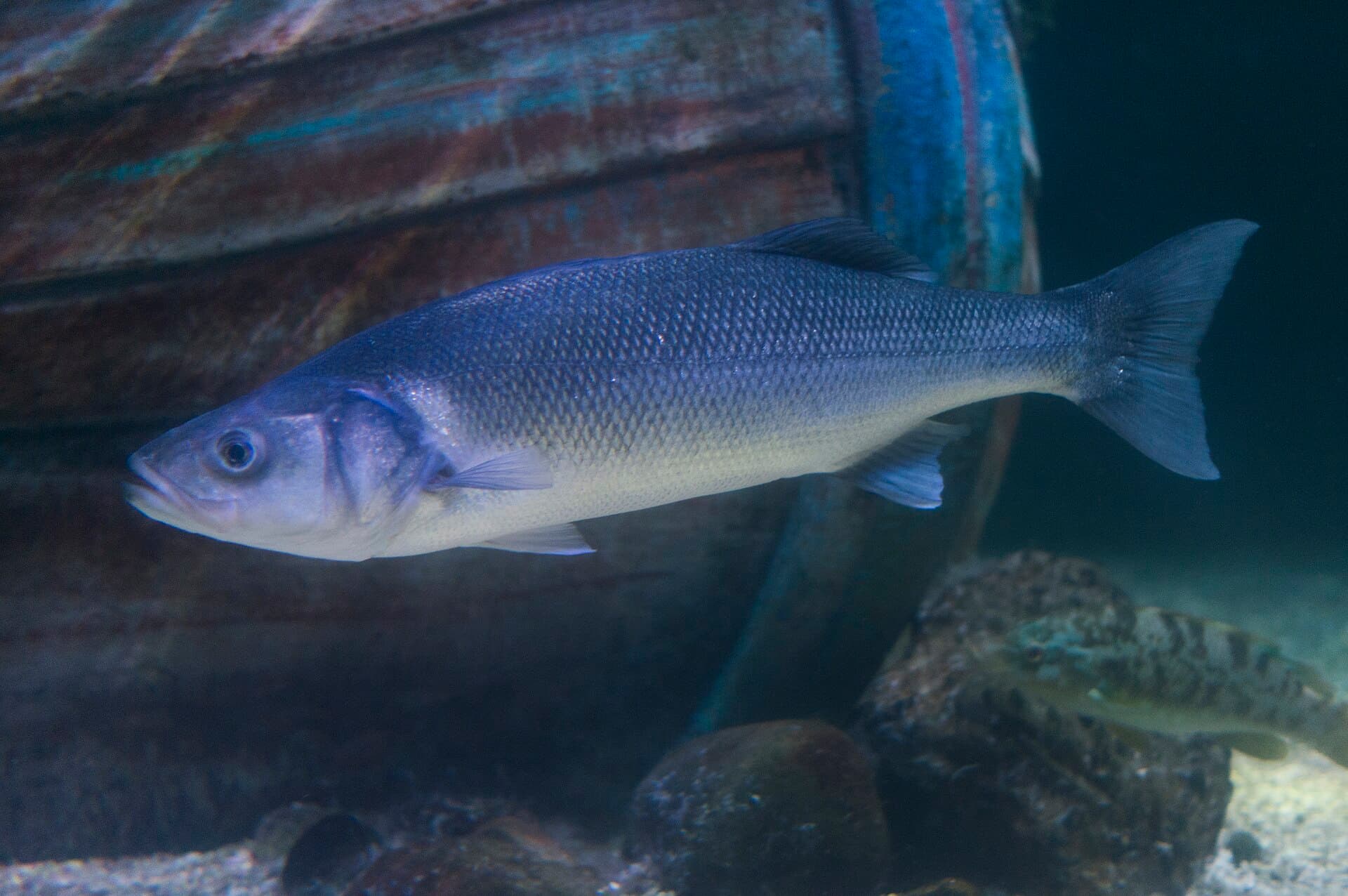 Sea Bass (Dicentrarchus labrax)