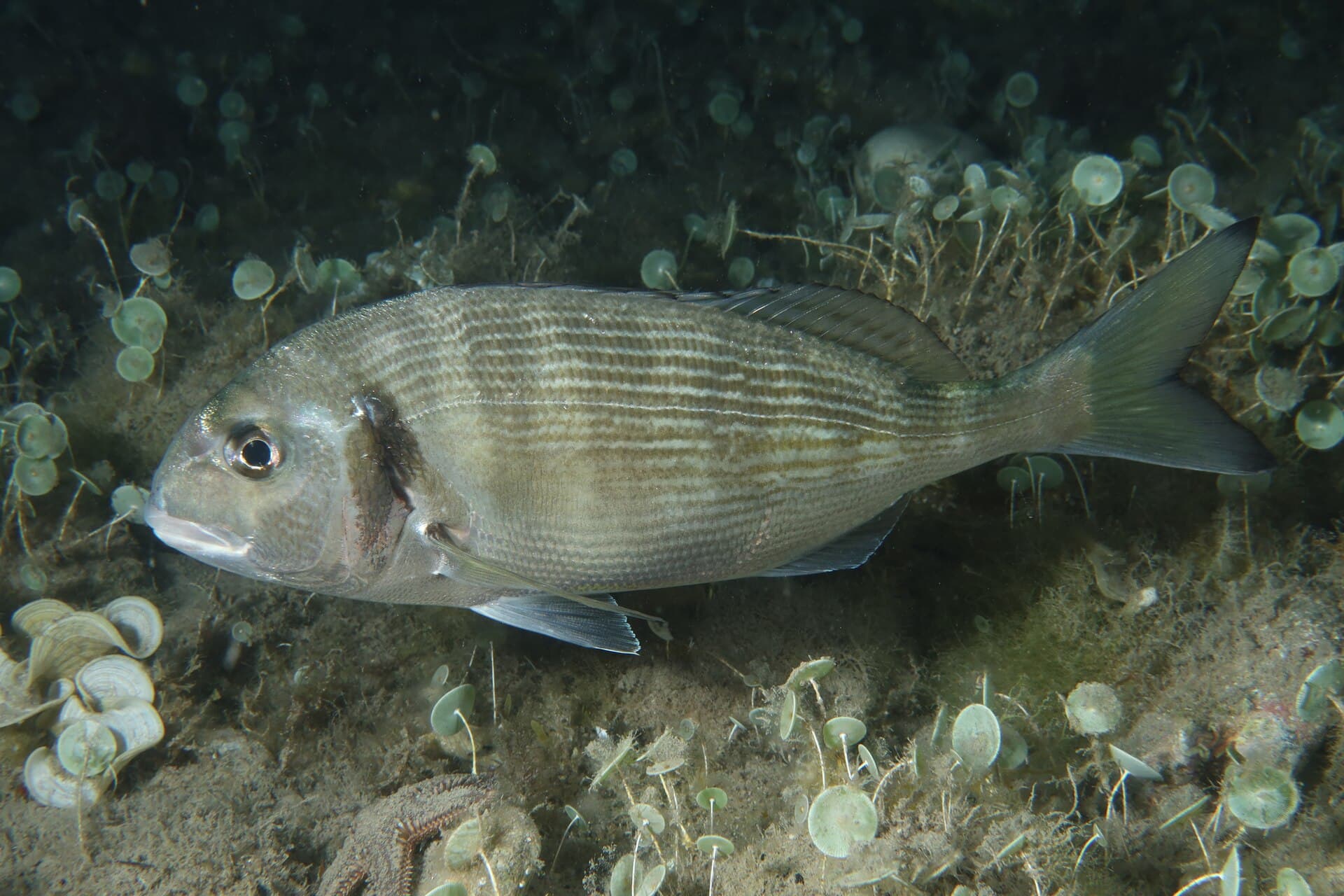 Sea Bream (Sparus aurata)