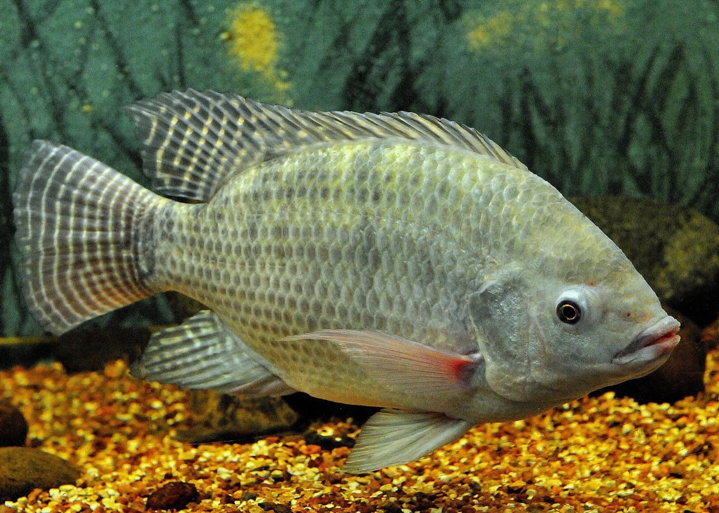 Tilapia (Oreochromis niloticus)