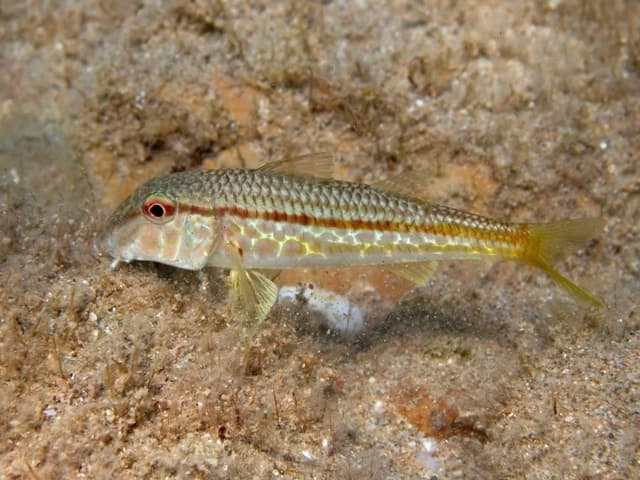 Red Mullet (Mullus barbatus)