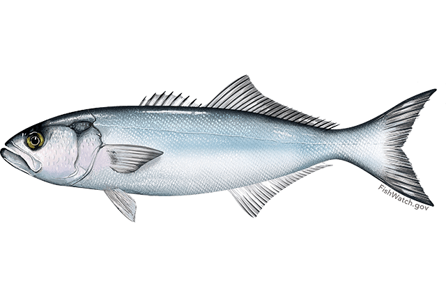 Bluefish (Pomatomus saltatrix)