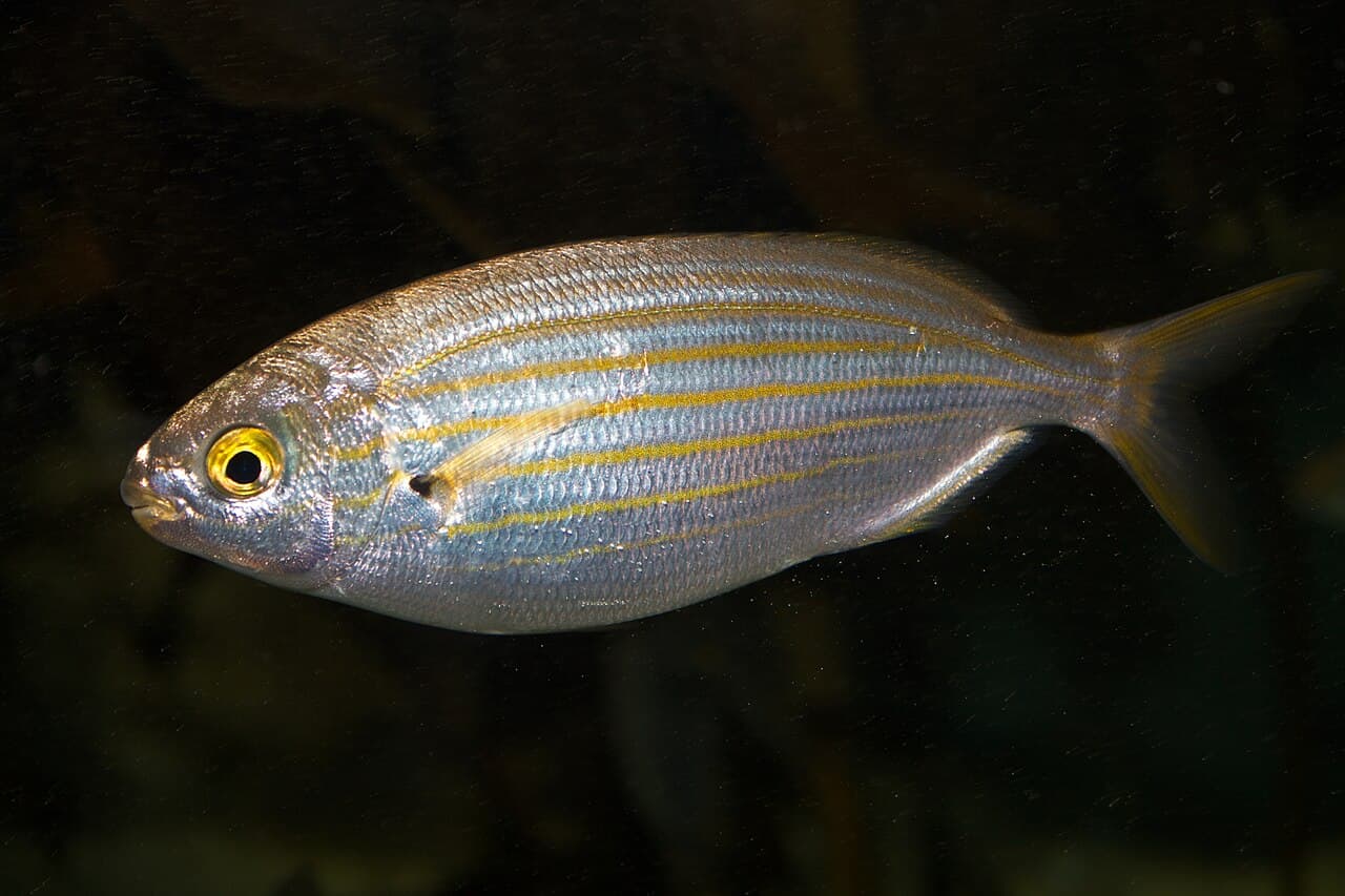 Salema Porgy (Sarpa salpa)