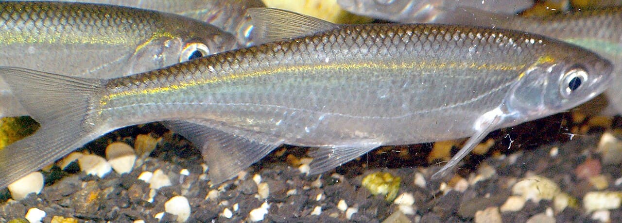 Bleak (Alburnus alburnus)