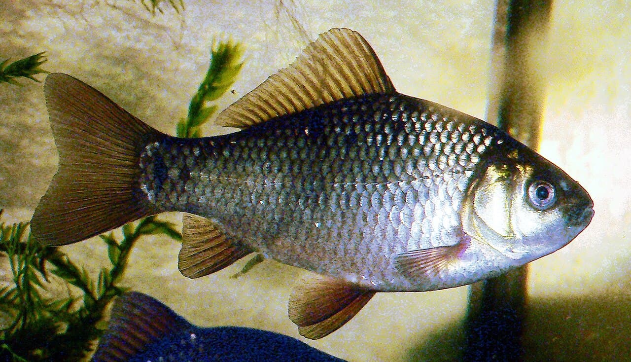 Crucian Carp (Carassius carassius)