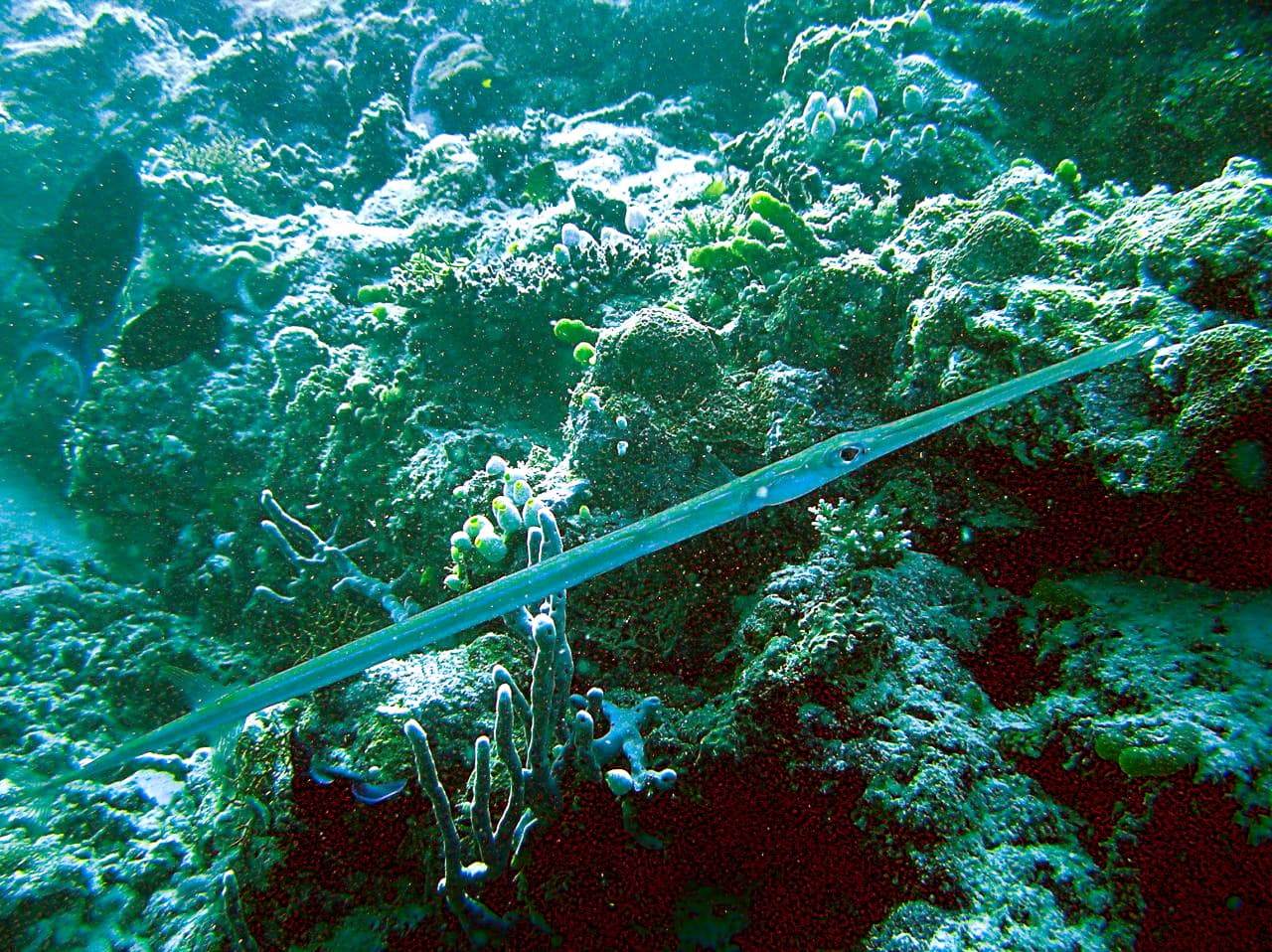 Flute Fish (Fistularia commersonii)