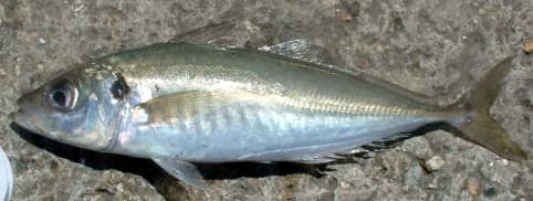 Horse Mackerel (Trachurus trachurus)