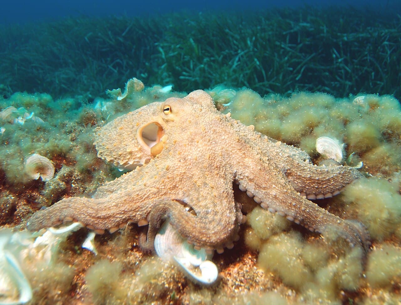 Octopus (Octopus vulgaris)