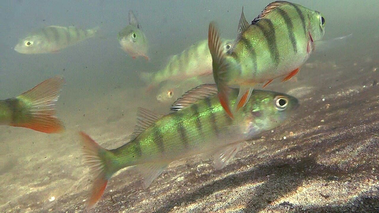 Perch (Perca fluviatilis)