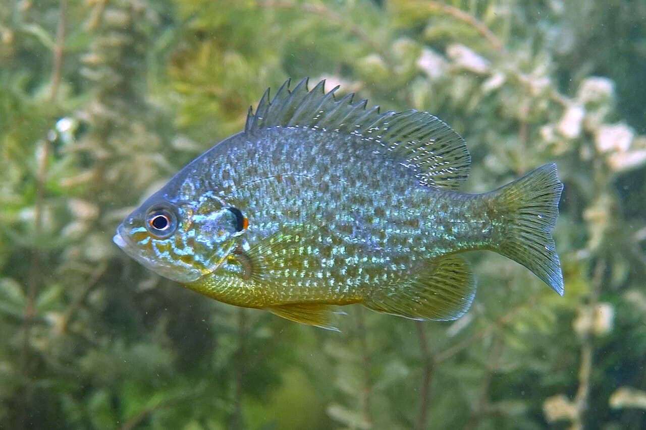 Pumpkinseed (Lepomis gibbosus)