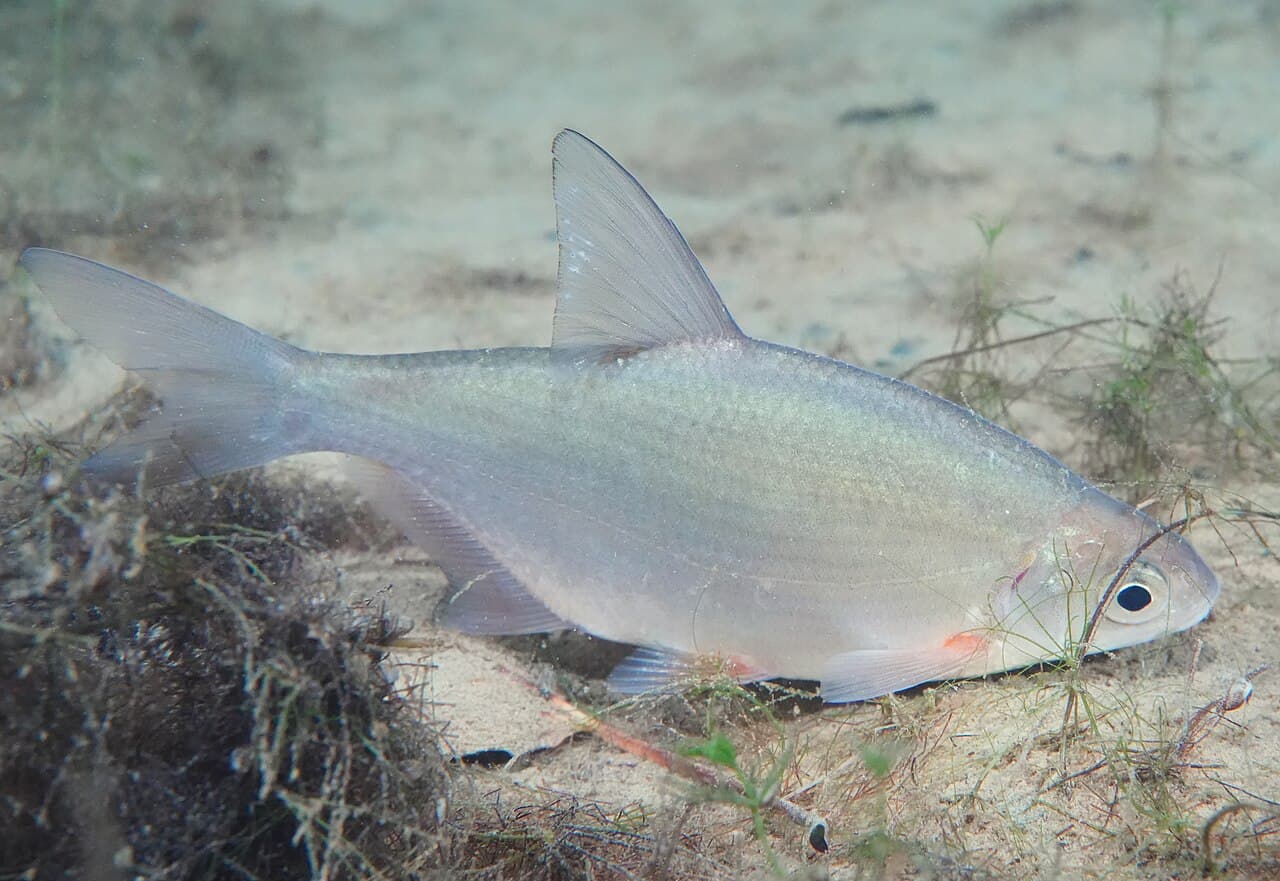 Silver Bream (Blicca bjoerkna)