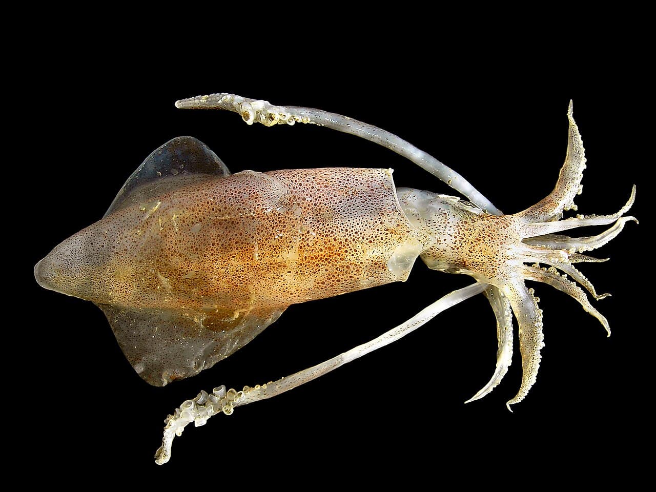 Squid (Loligo vulgaris)