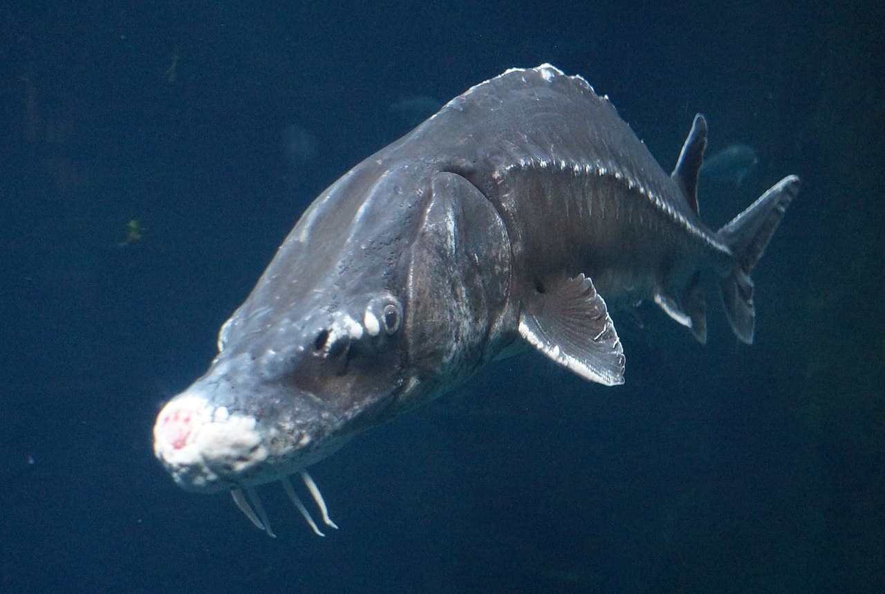 Sturgeon (Acipenser spp.)