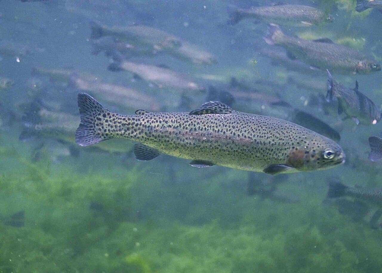 Trout (Oncorhynchus mykiss / Salmo trutta)