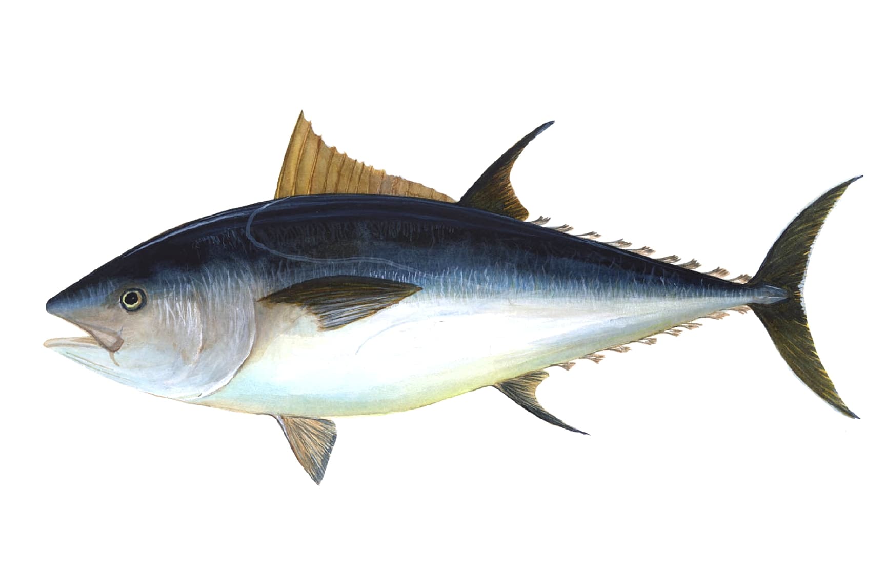 Tuna (Thunnus thynnus / Thunnus alalunga)