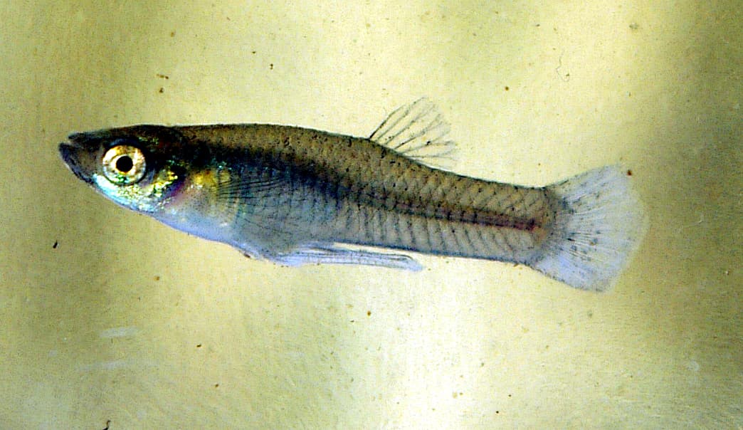 Mosquitofish (Gambusia affinis)