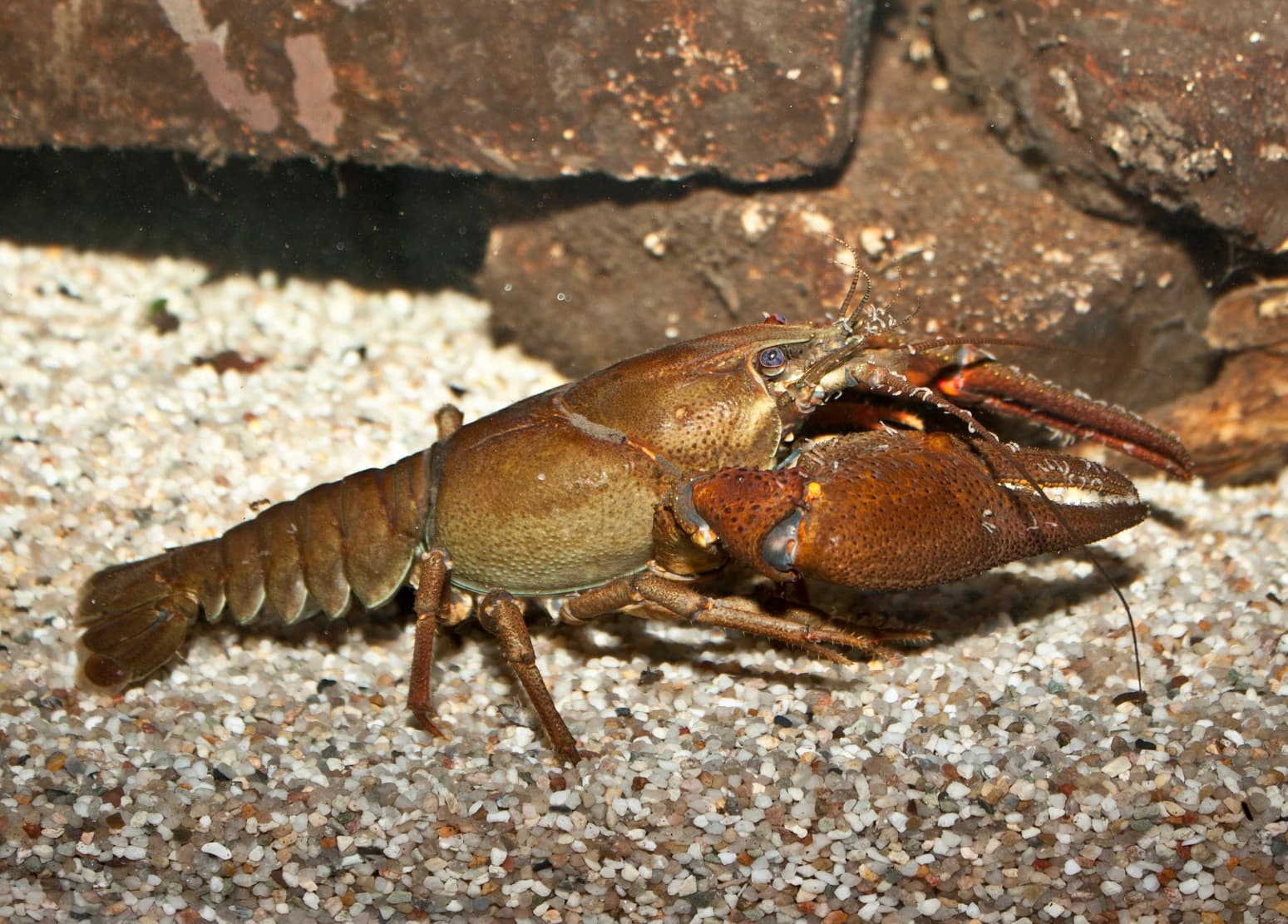 Crayfish (Decapoda spp.)