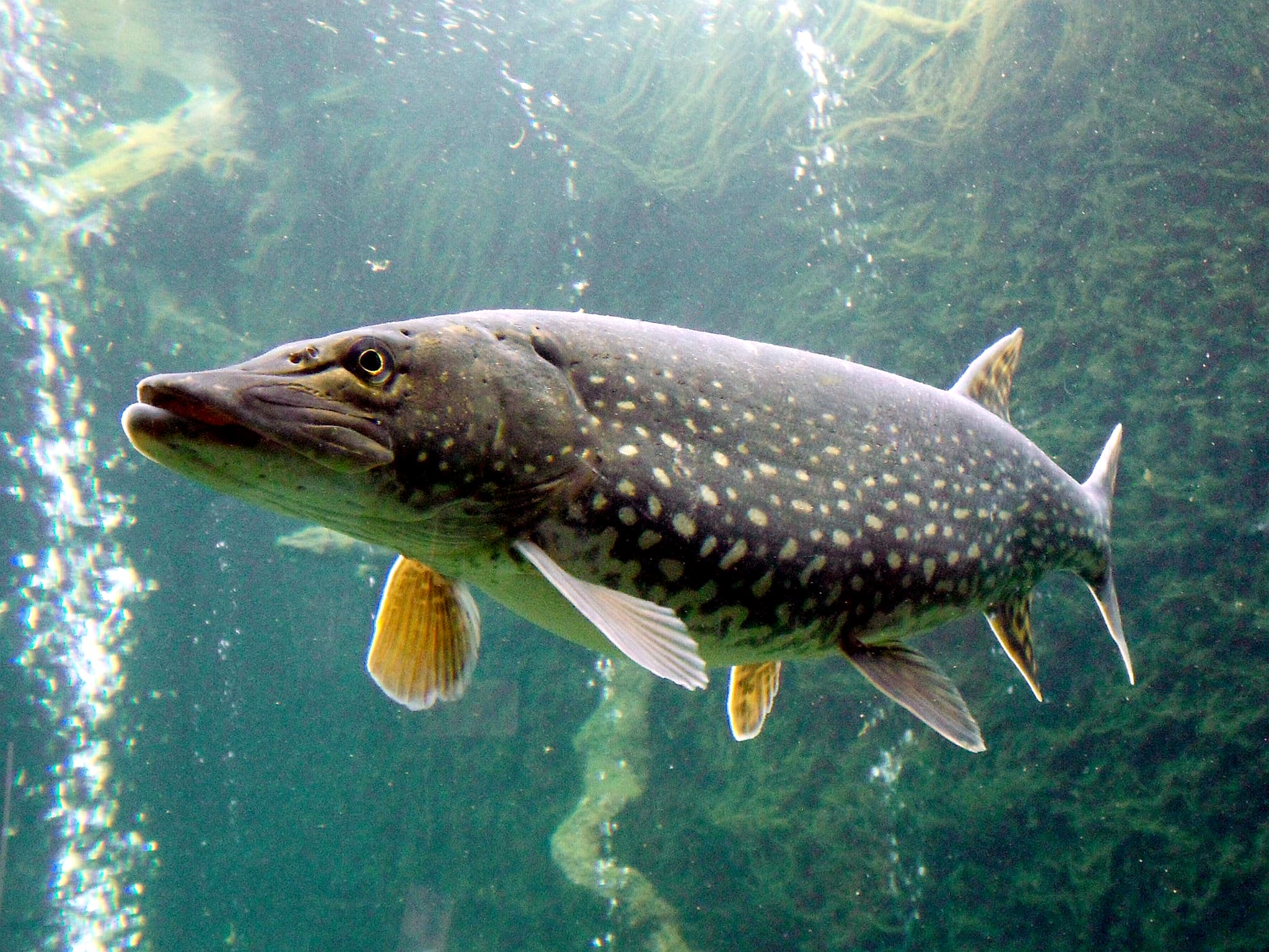 Pike (Esox lucius)