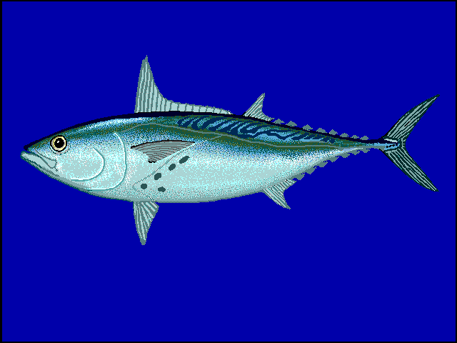Little Tunny (Euthynnus alletteratus)